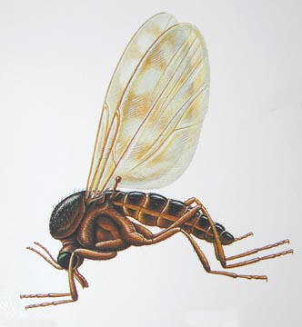 http://pestcontrolcanada.com/INSECTS/Flies/gnat.jpg