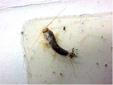 Bed bugs bites vs flea bites, what do silverfish larvae ...