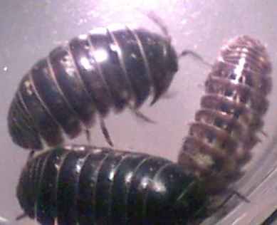 bugs pill sow bug canada pest