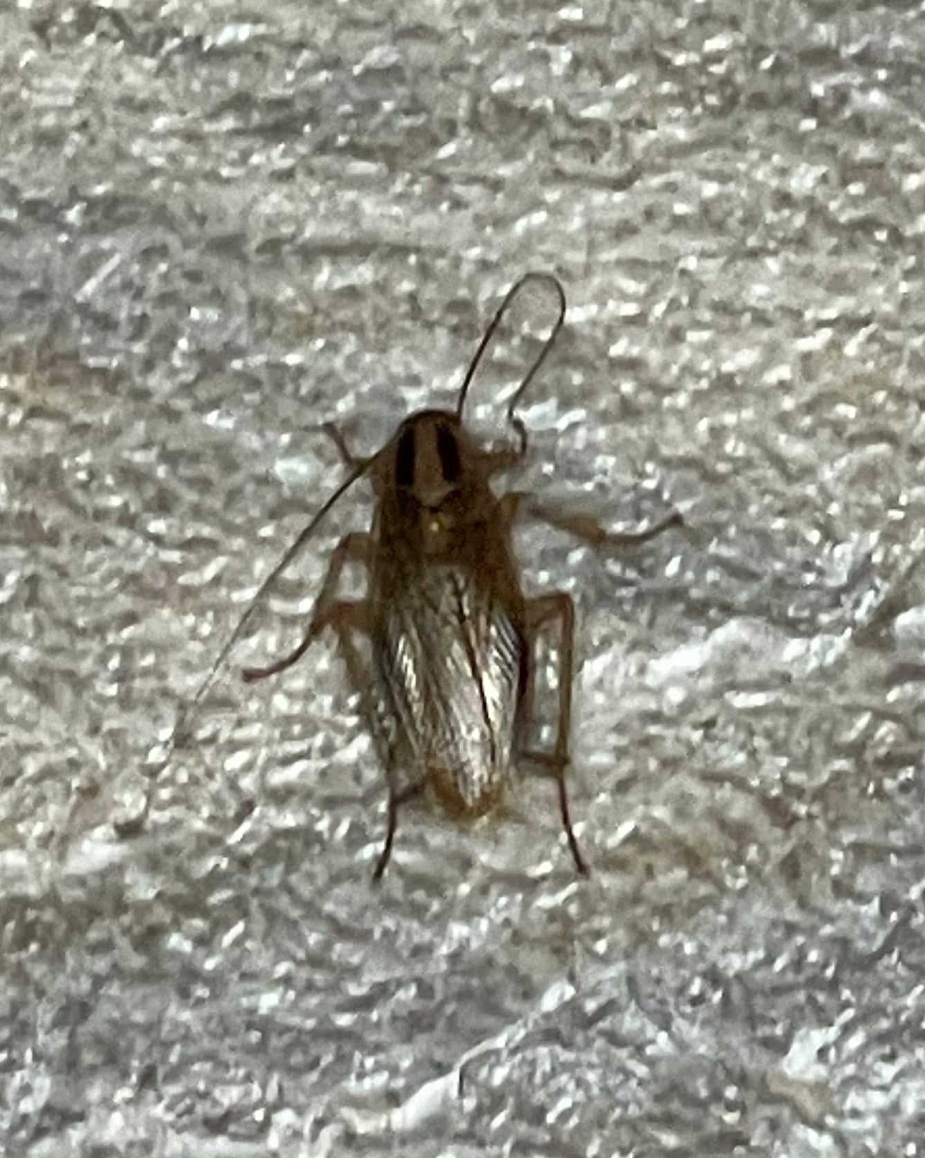 German cockroach