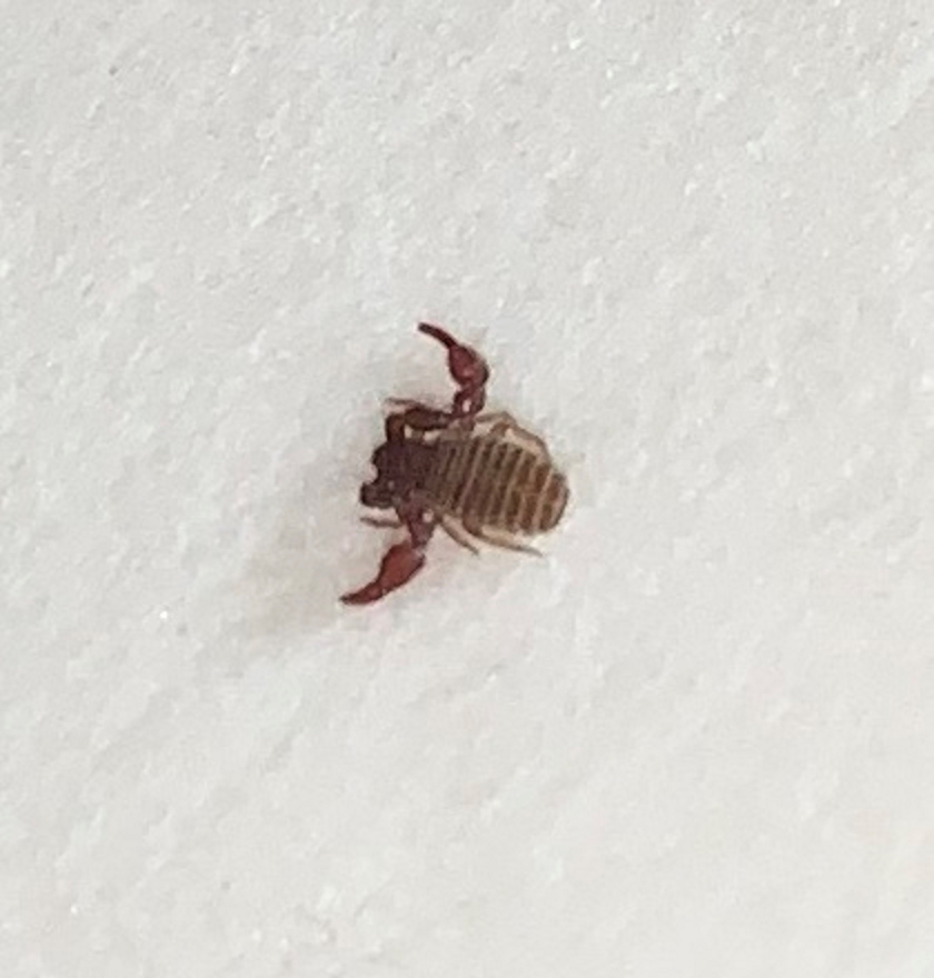 Pseudoscorpion