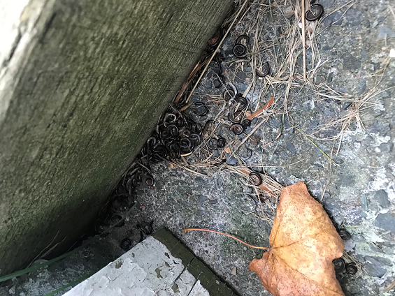 Millipedes