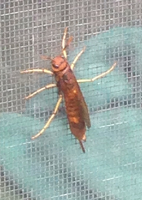 Pigeon tremex