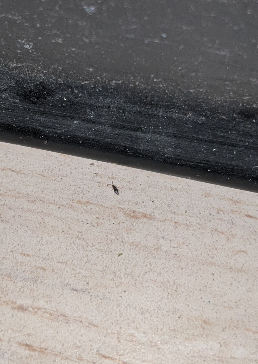 Springtail