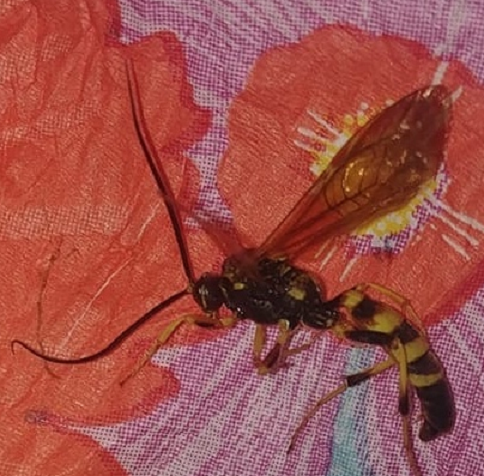 Ichneumon wasp
