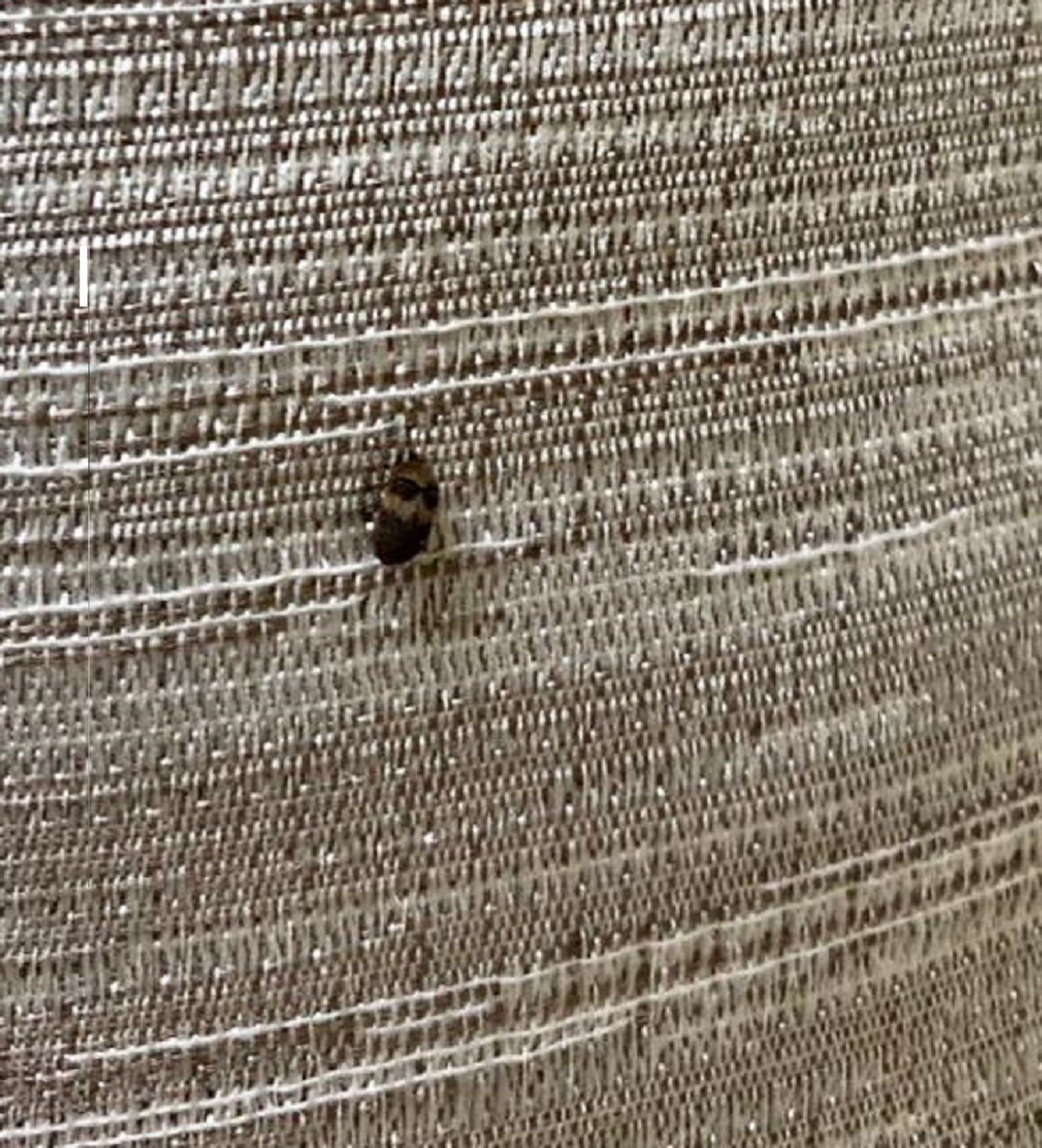 Banded carpet beetle