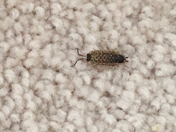 Sowbug