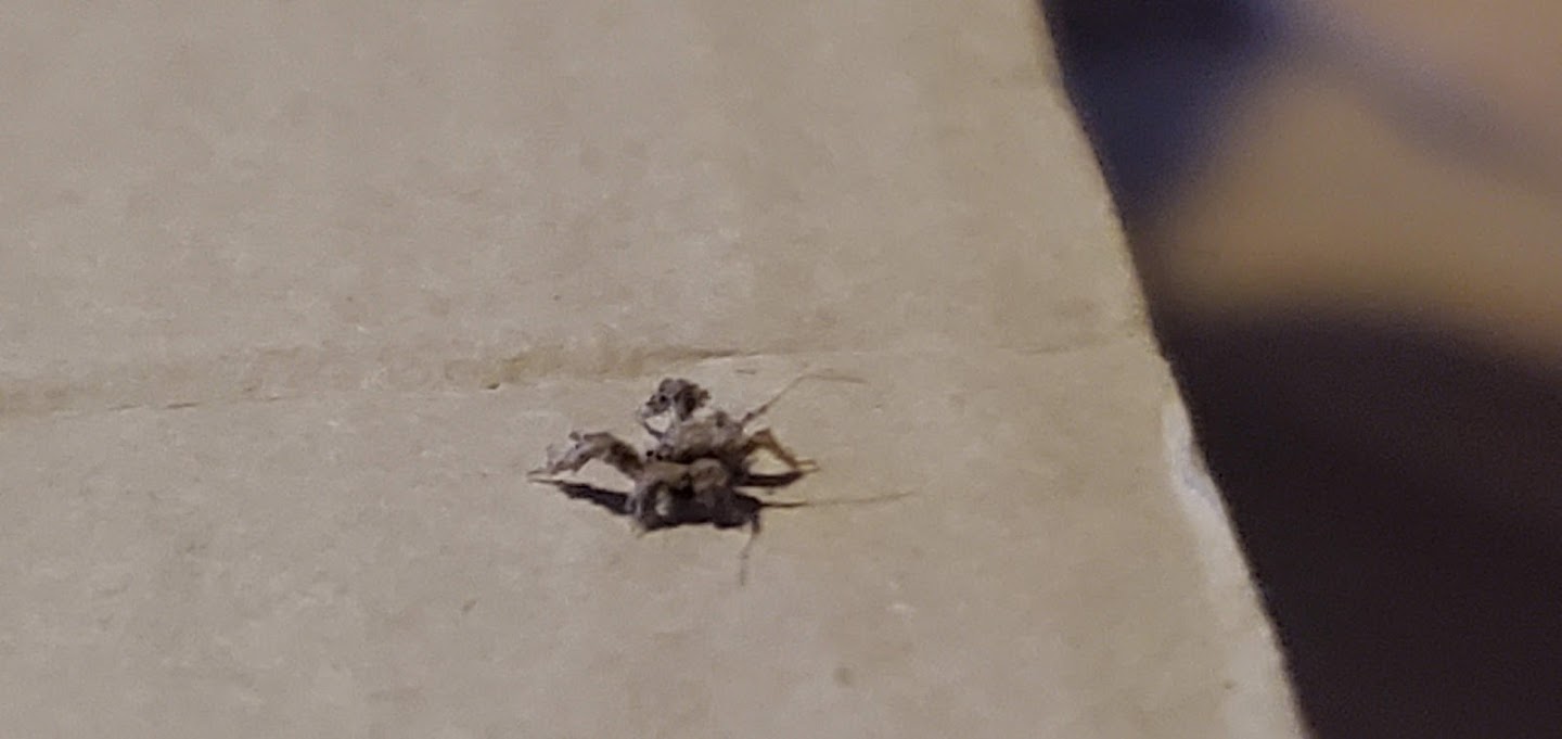 Nymph of an assassin bug