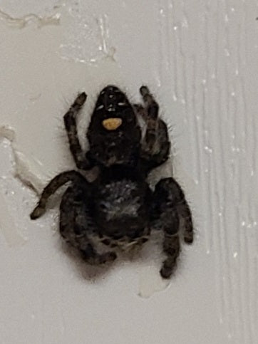 Phidippus audax (Salticidae)