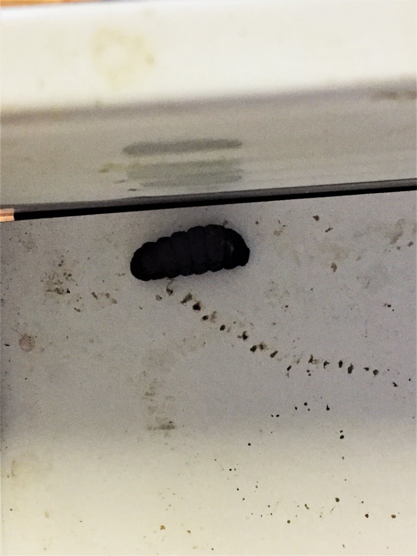 Mature larva/prepupa of a rodent bot fly