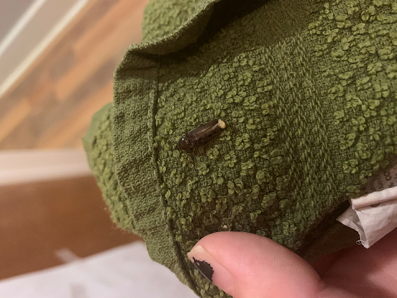 Click beetle