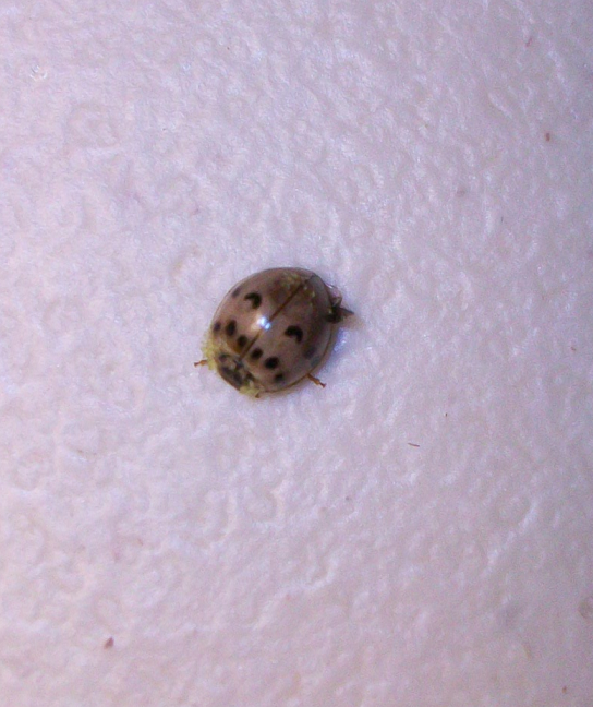 Lady beetle