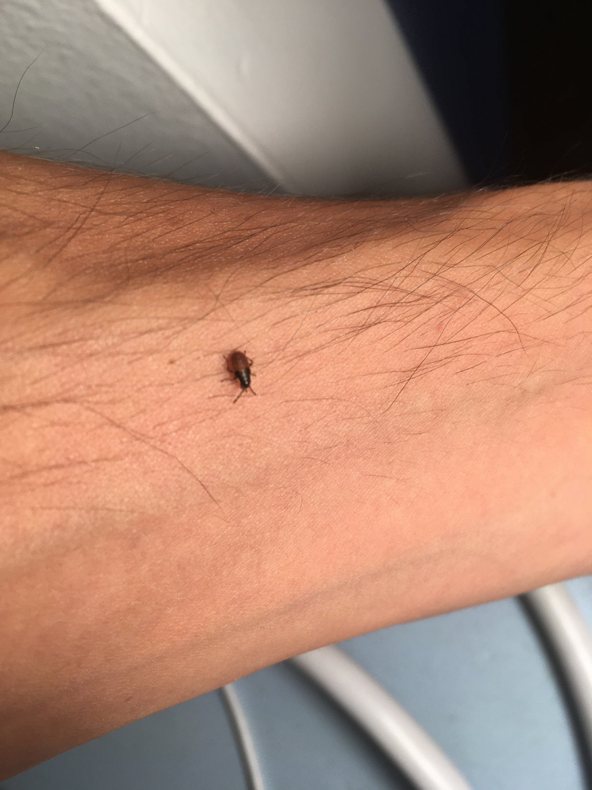 Nymph of a true bug