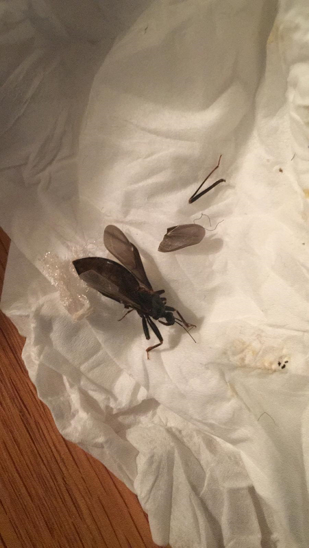 Assassin bug
