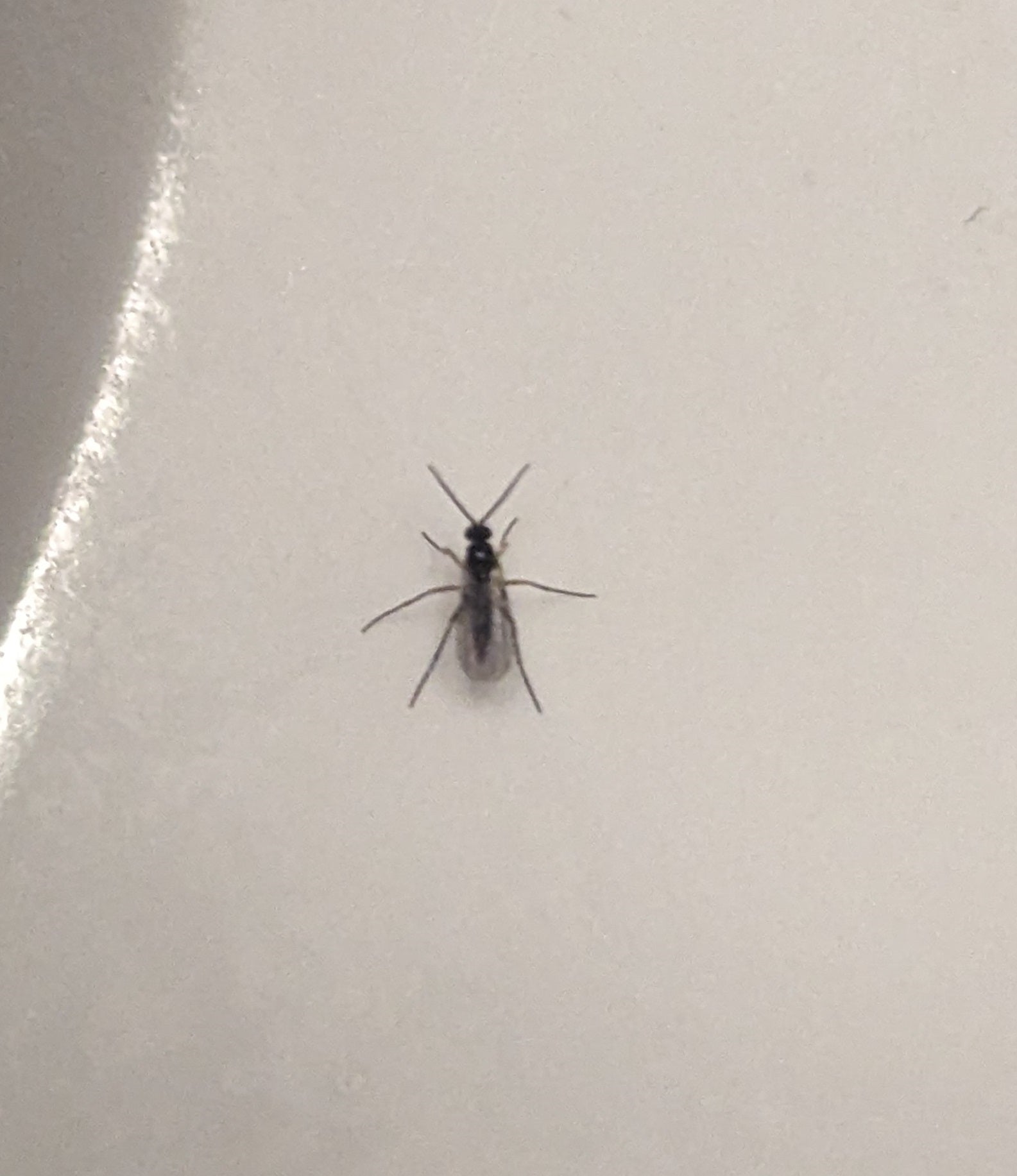 Dark-winged fungus gnat