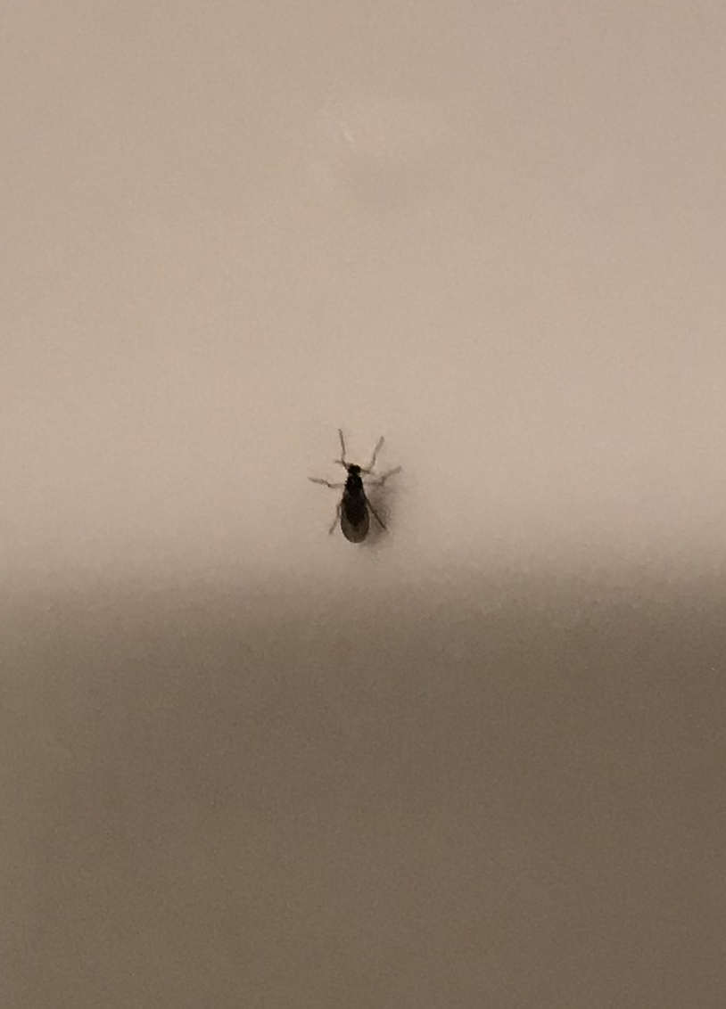 Dark-winged fungus gnats