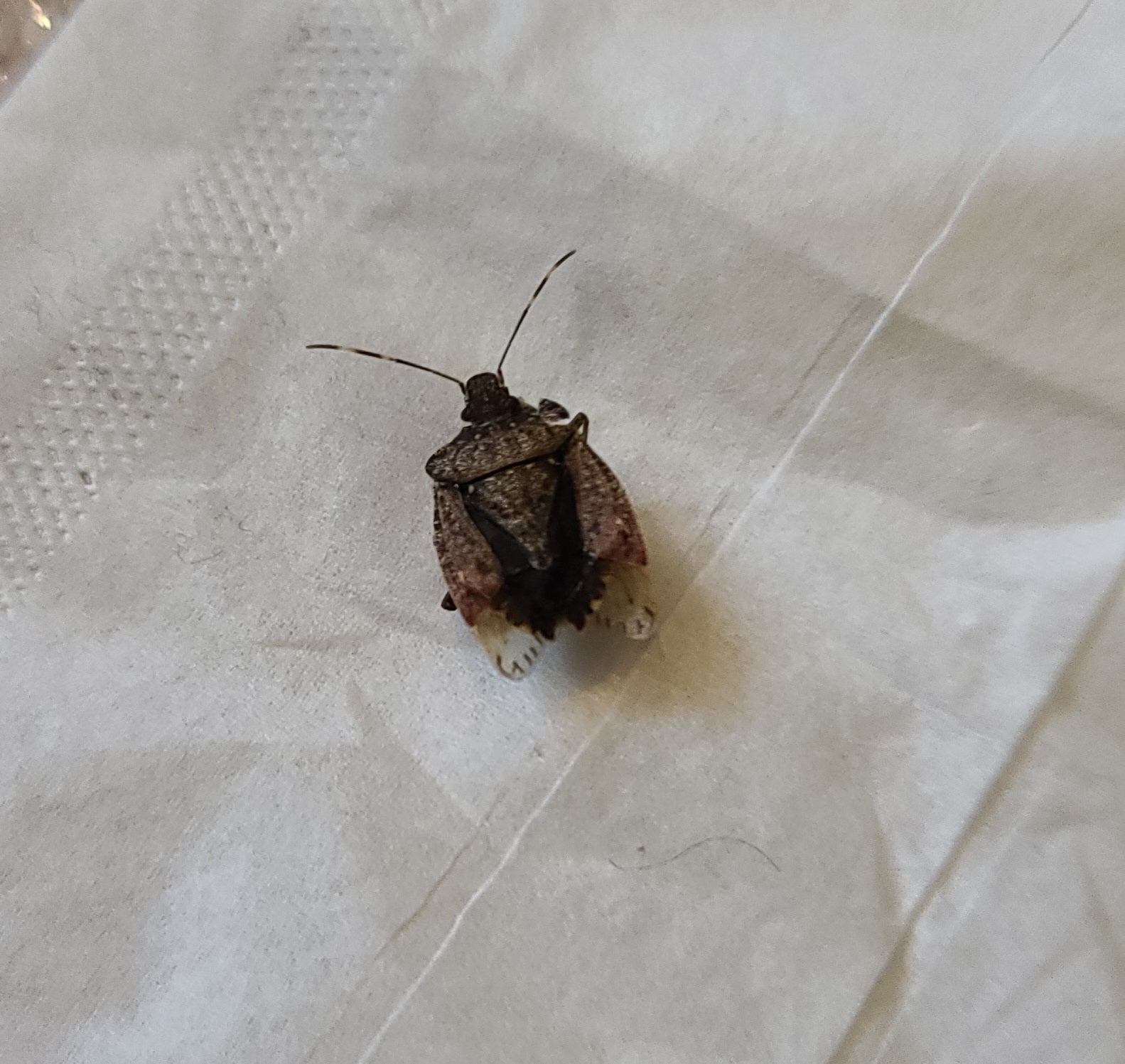Brown marmorated stink bug