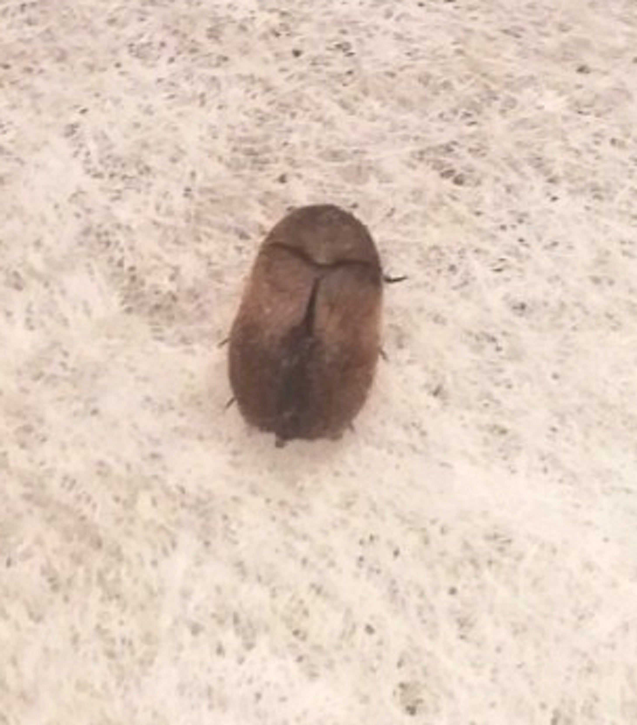 Carpet beetle