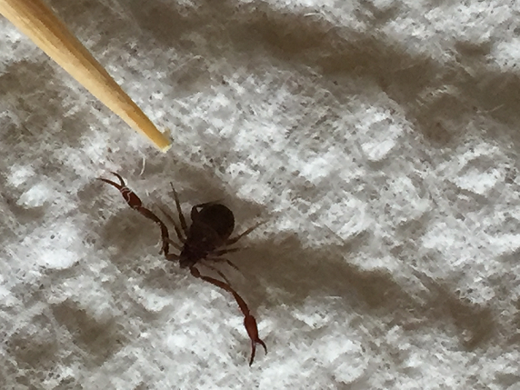 Pseudoscorpion