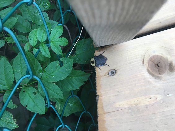 American carrion beetle