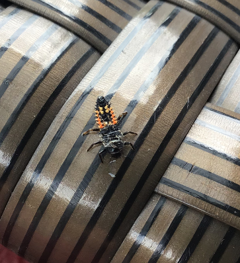 Larva of an Asian multi-coloured lady beetle