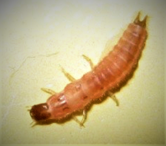 Larva of a scarlet malachite beetle
