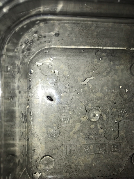 Darkling beetle