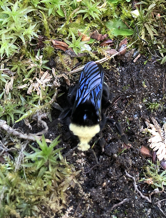 Yellow-faced bumble bee