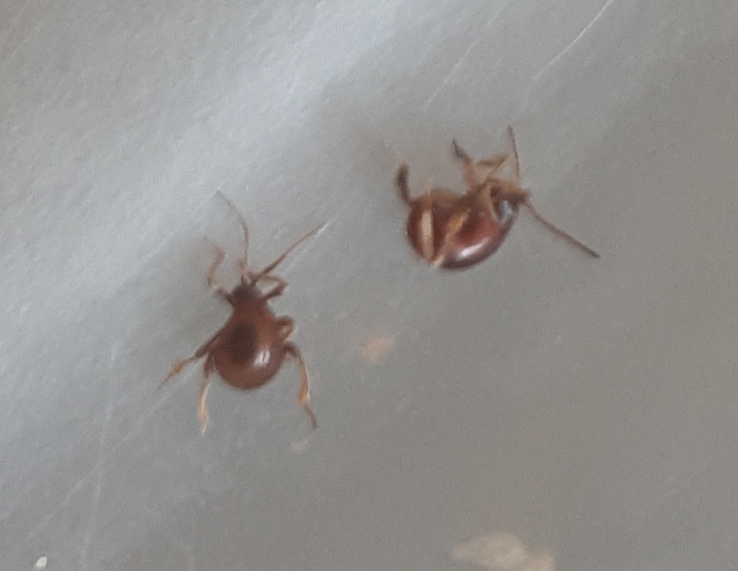 spider beetles
