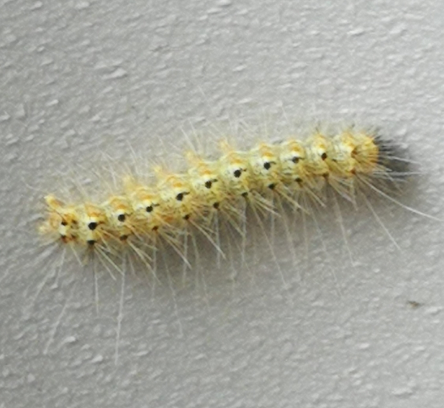 Caterpillar of the fall webworm