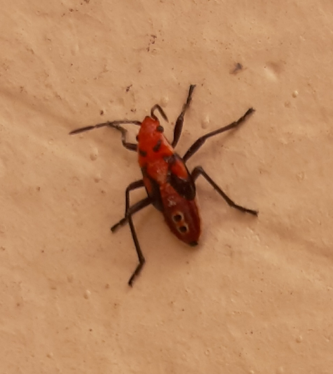 Nymph of a seed bug