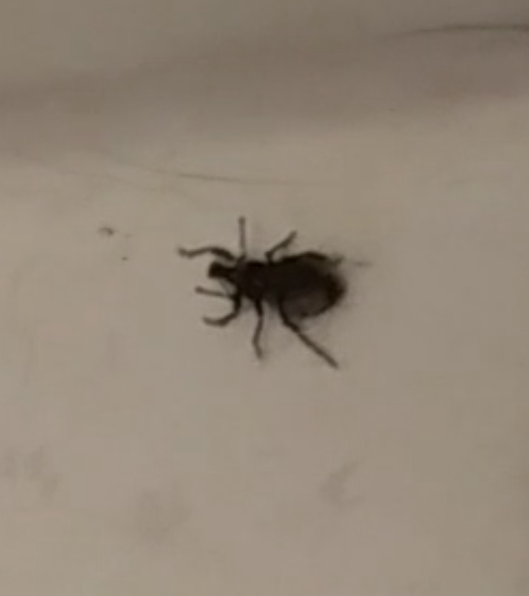 Broad-nosed/short-snouted weevil