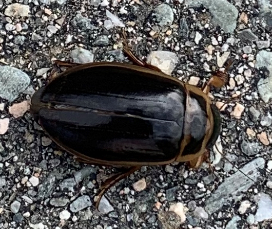 Predaceous diving beetle