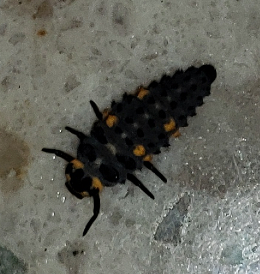 Larva of a lady beetle