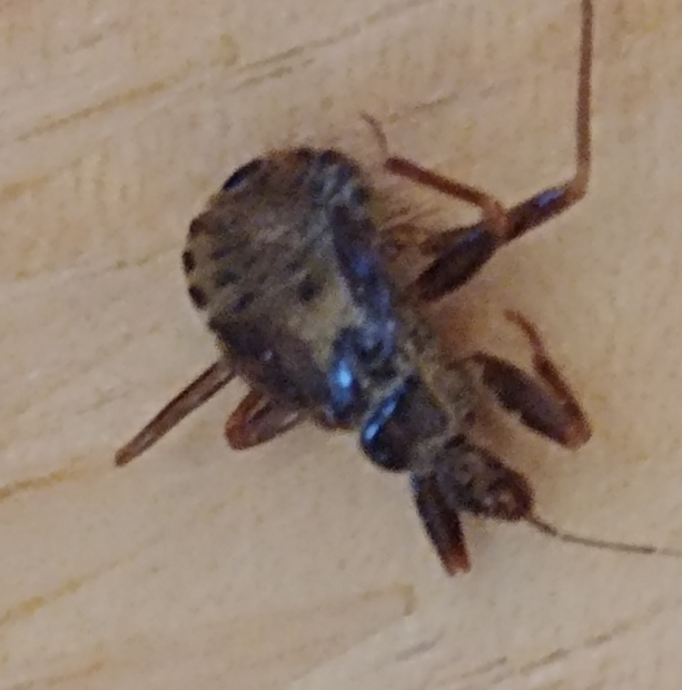 Nymph an assassin bug