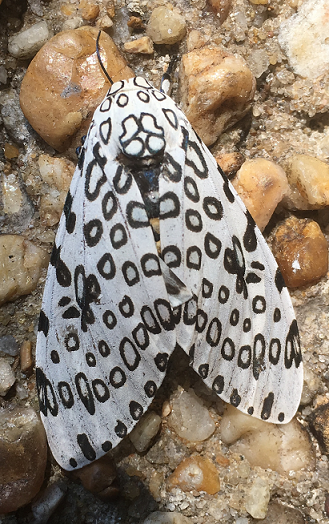 leopard moth