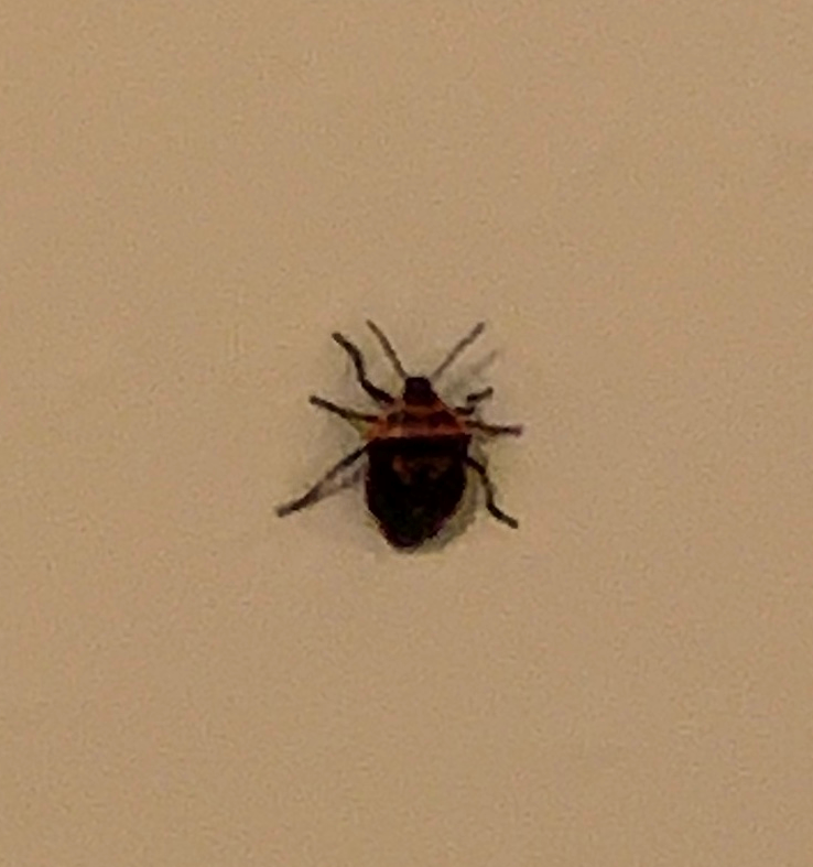 Two-spotted stink bug