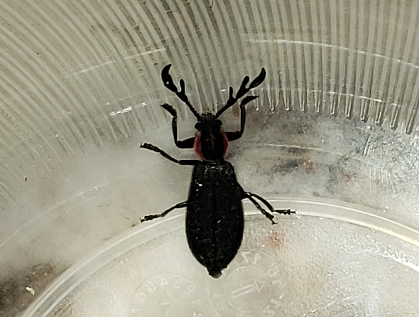 Checkered beetle