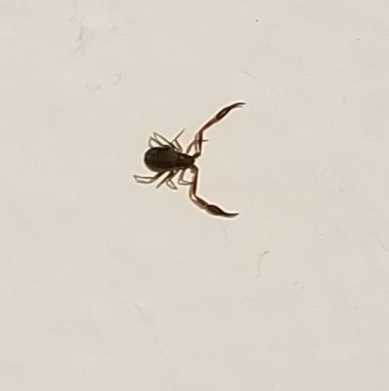 Pseudoscorpion