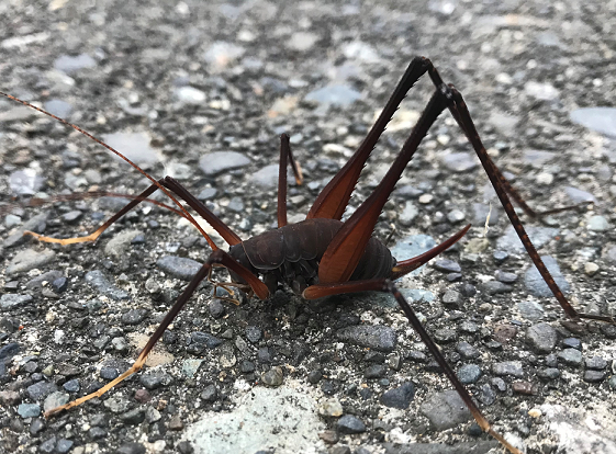 square-legged camel cricket