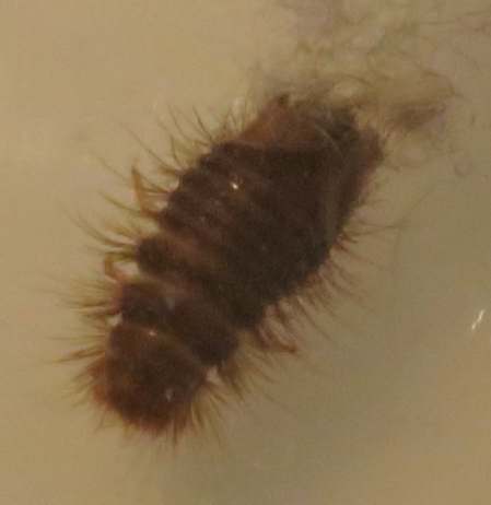Larva of a carpet beetle
