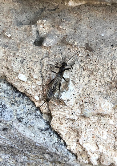 Winter stonefly