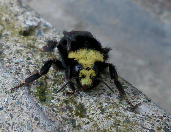 Bumble bee