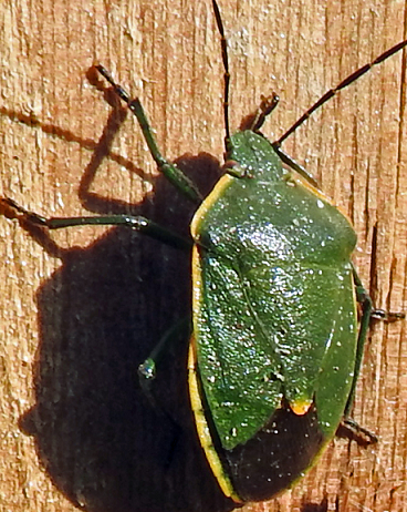 Stink bug