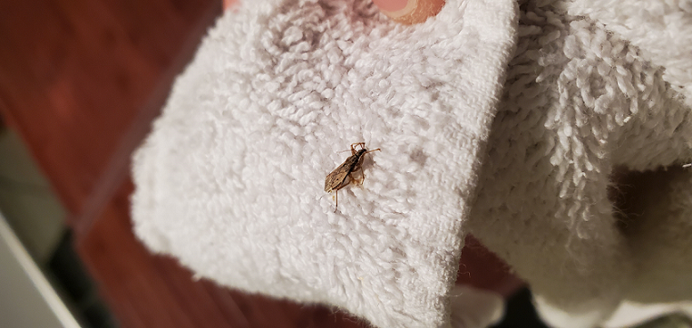 Damsel bug