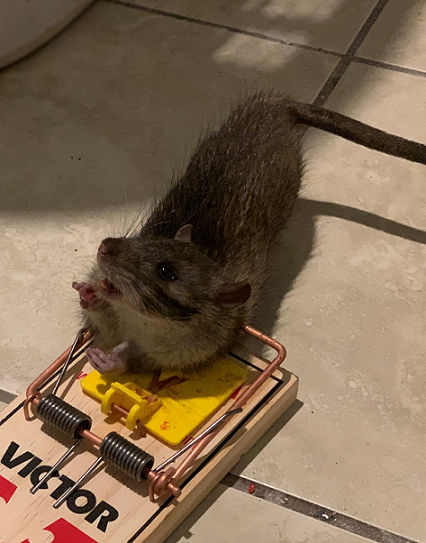 Rats