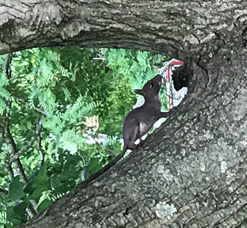 Juvenile roof rat
