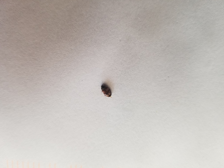 Carpet beetle