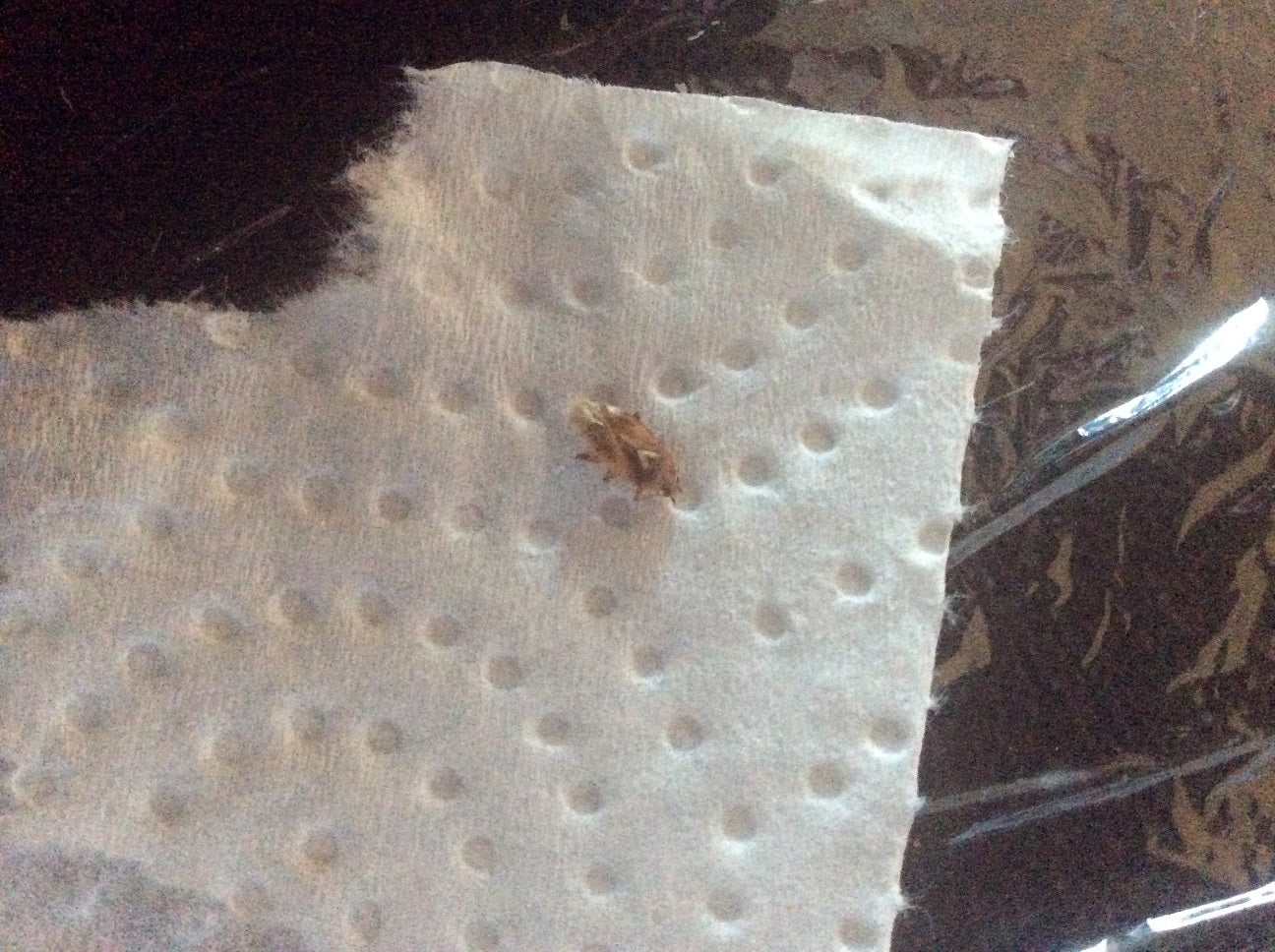 Plant bug