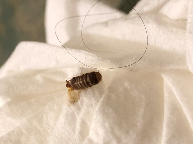 Larva of a carpet beetle